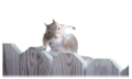 mokus_44