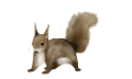 mokus_48