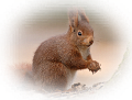 mokus_70