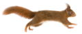 mokus_83