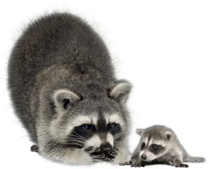 mosomedve_11.png