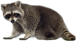 mosomedve_12.png