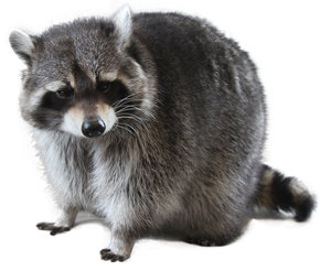 mosomedve_13.png
