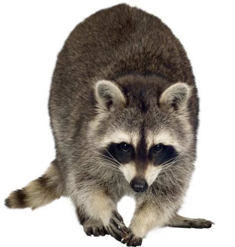 mosomedve_18.png