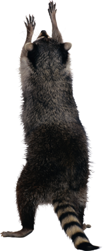 mosomedve_19.png
