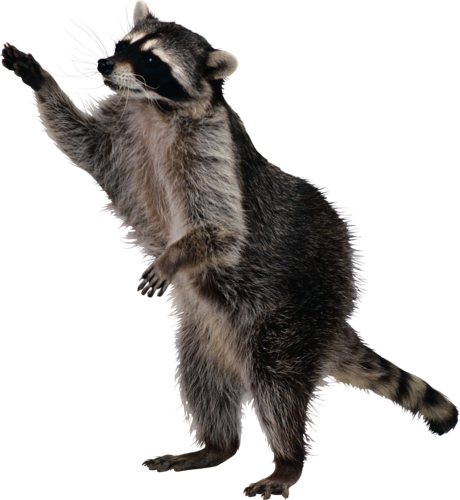mosomedve_2.png