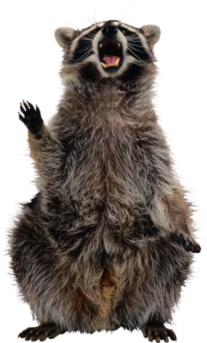 mosomedve_4.png