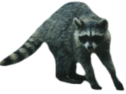 mosomedve_5.png