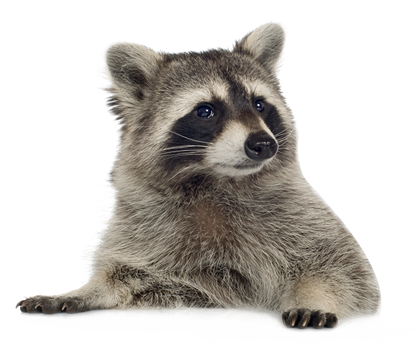 mosomedve_6.png
