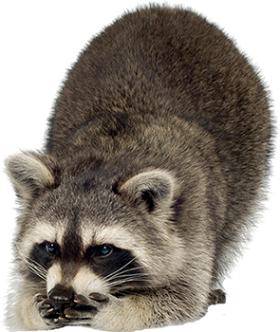 mosomedve_8.png