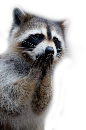 mosomedve_9.png