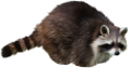mosomedve_1