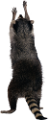 mosomedve_19