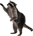 mosomedve_2