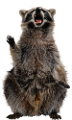 mosomedve_4