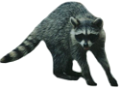 mosomedve_5