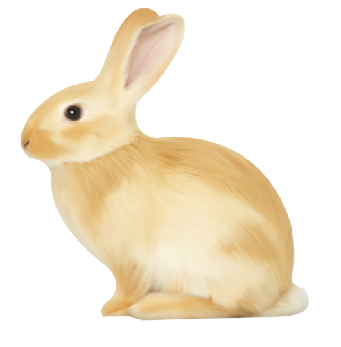 nyul_1.png