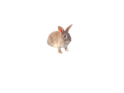nyul_116.png