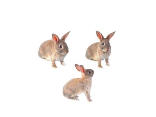 nyul_118.png