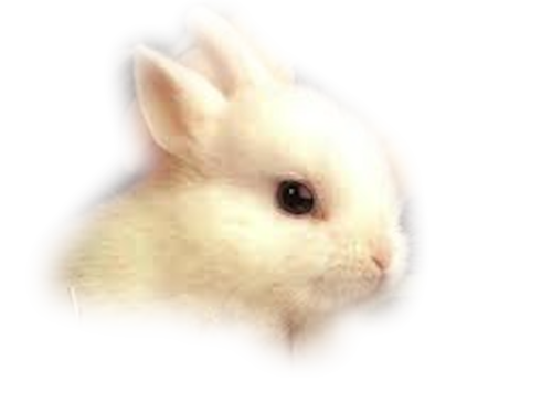 nyul_121.png