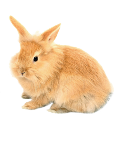 nyul_138.png