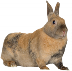 nyul_14.png