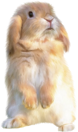 nyul_147.png