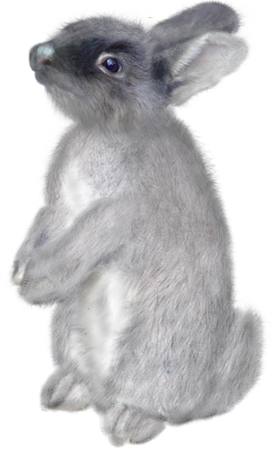 nyul_150.png