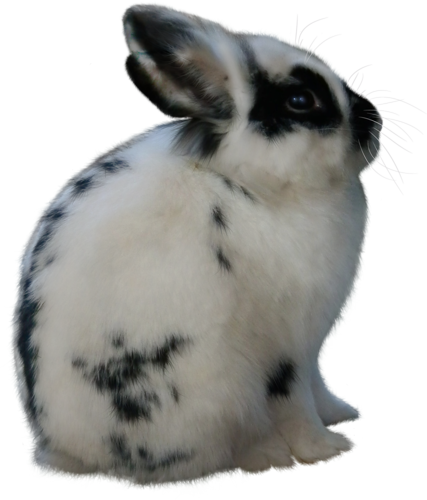 nyul_152.png