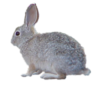 nyul_19.png