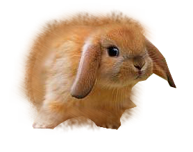 nyul_194.png