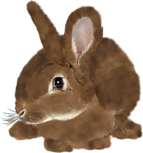 nyul_196.png