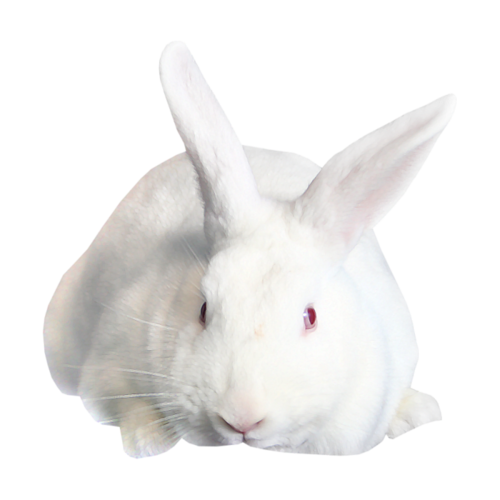 nyul_198.png