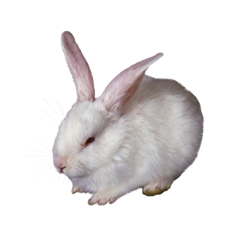 nyul_208.png