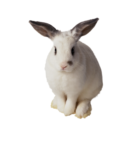 nyul_210.png