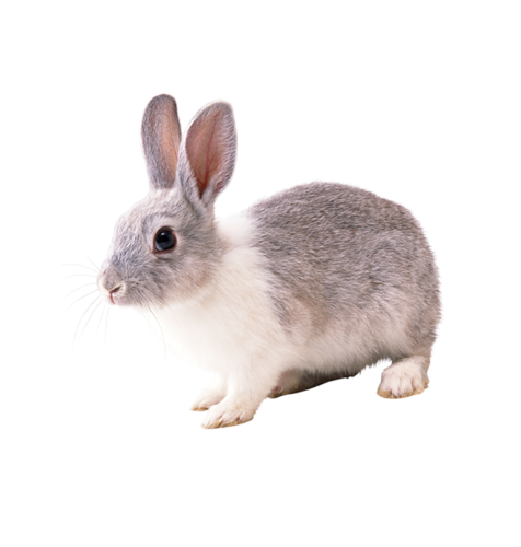 nyul_212.png
