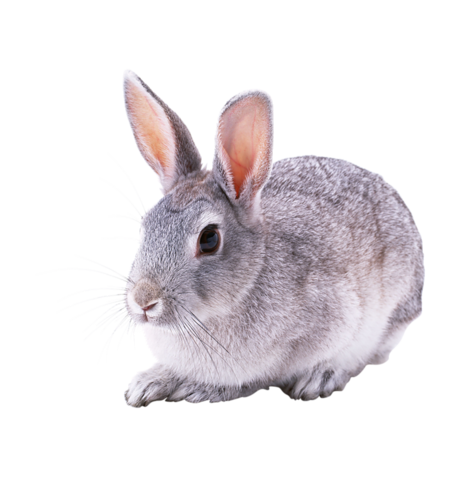nyul_214.png