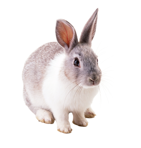 nyul_218.png