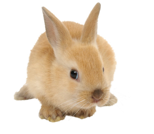 nyul_220.png