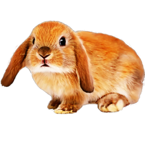 nyul_224.png