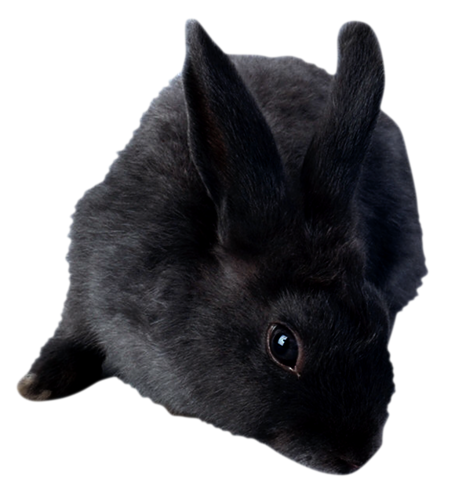 nyul_228.png