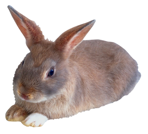 nyul_235.png