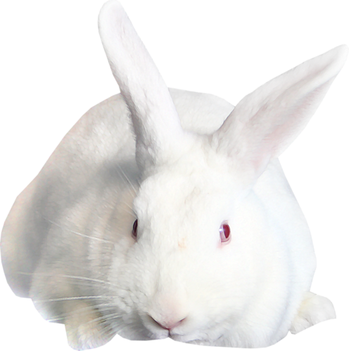 nyul_239.png