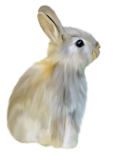 nyul_243.png