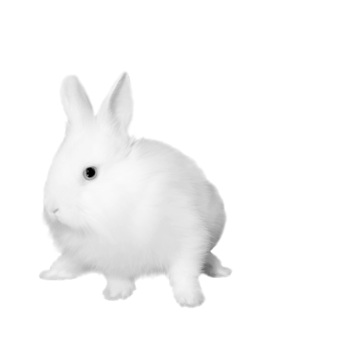 nyul_29.png