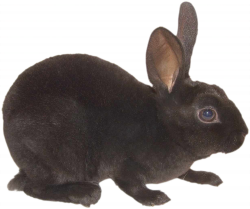 nyul_34.png