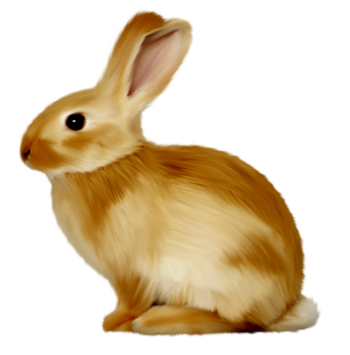 nyul_4.png