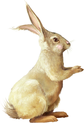 nyul_44.png