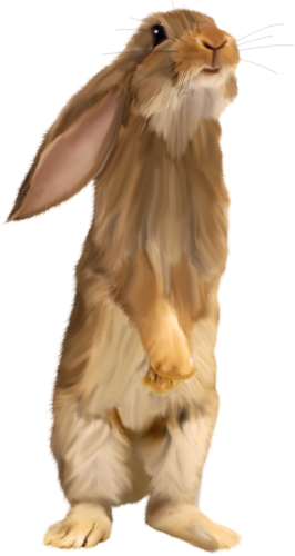 nyul_45.png