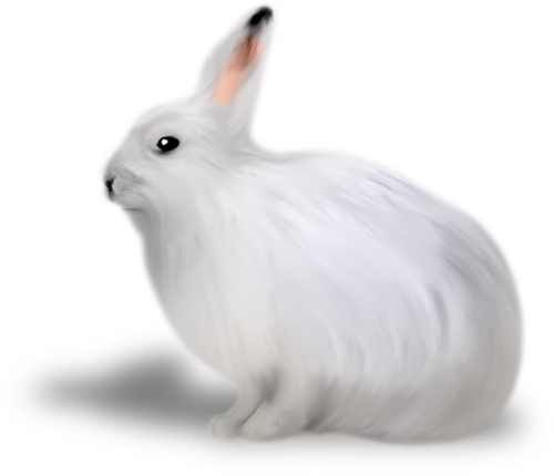 nyul_58.png